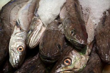 fresh mackerel fish on ice market detail photography