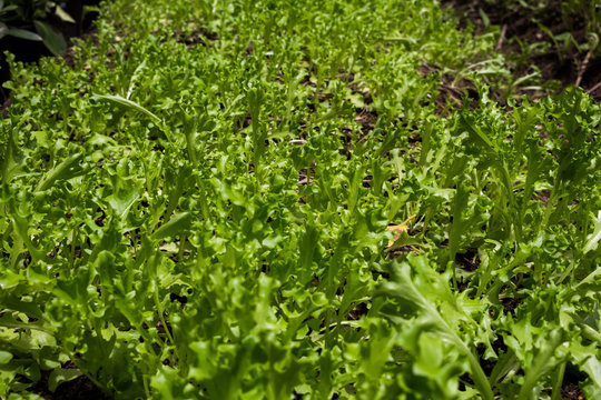  Lettuce plant growing in the vegetable garden,Lettuce sunlight,