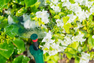 Water springer in the garden with plant