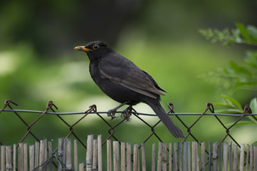 Blackbird sitting on wire fence in garden with dark green background