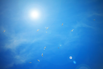 seagulls soar in the bright blue sky with clouds, background
