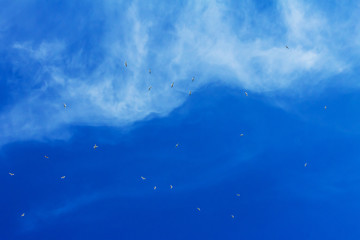 Naklejka premium seagulls soar in the bright blue sky with clouds, background