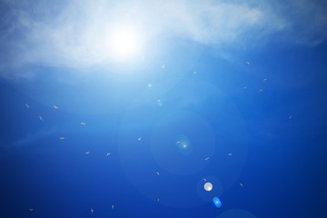 seagulls soar in the bright blue sky with clouds, background