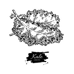 Obraz premium Kale hand drawn vector. Vegetable engraved style illustration