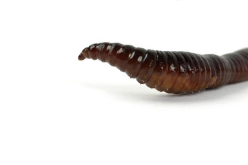 Borsten und Ringmuskulatur eines Regenwurms