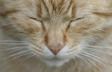 Fototapeta premium Head on take of ginger cat face. young cat with close eyes