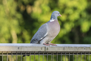 Wood Pigeon on a Fence
