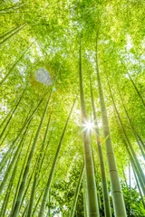Abwaschbare Fototapete Bambus Bambuswald