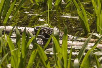 Ringelnatter (Natrix natrix) auf der Jagd