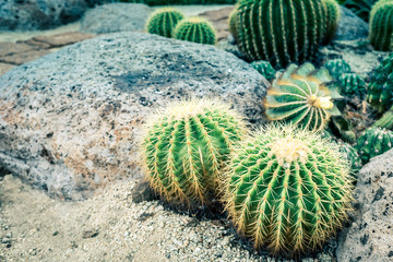Naklejka na ściany i meble Round cactus plant in the garden