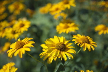 field of yellow daisies