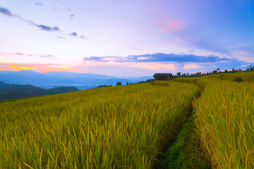 Fototapeta na wymiar Chaingmai paddy field Landscape, Paddy field, sunset, house of farmer, nature. 