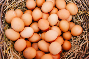 Brown egg background