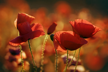 Poppy's Field in the Sunny Morning
