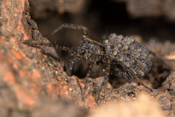 Wolf spider (Pardosa sp.) with spiderlings. Female spider carrying young on abdomen, in the family Lycosidae
