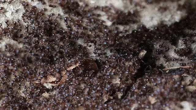 Colony ants collecting looking for food on leaf