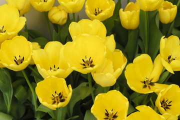 Golden Parade ,Giant Tulips (Darwin Hybrid)