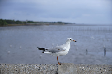 A side view of a seagull