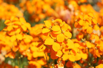 Orange "Wallflowers" in St. Gallen, Switzerland. Erysimum flowers have 180 species and members of Brassicaceae flower family © RukiMedia