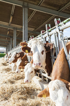 Cows eating hay in cowshed