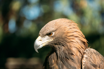 Close Up Eagle Haliaeetus Albicilla. Wild Bird