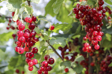 Ripe red currants in a garden