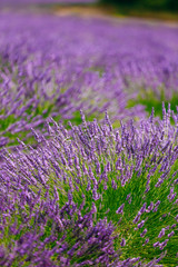 Fototapeta premium Blurred background of Blooming Purple Lavender Flowers Field in 