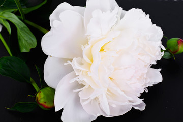 White Peony Flower Isolated on White