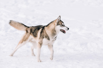 Young Husky Dog Play Outdoor In Snow, Winter