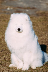 Funny Lovely Young White Samoyed Dog Outdoor