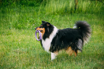 Shetland Sheepdog, Sheltie, Collie. Play Outdoor In Summer Grass