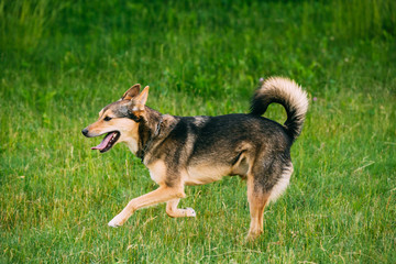 Mixed Breed Medium Size Three Legged Dog Play Outdoor In Summer 