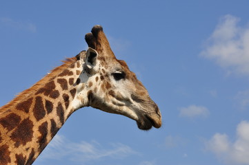 Giraffenkopf