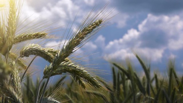 Cultivated barley crops in field