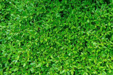 tree leaf with raindrop