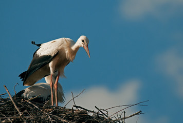 A little curious young white stork (Ciconia ciconia) on the nest