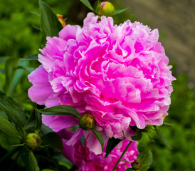 Peonies. peony flowers. sprig of blooming peony flowers. bloomin