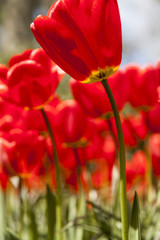 Naklejka premium field of tulips