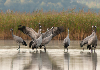 Cranes (Grus grus) at dawn on the lake,autumn