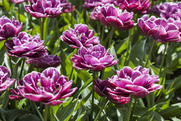 Obraz premium field of tulips