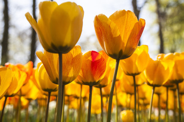 Obraz premium field of tulips