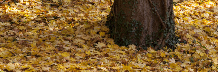 Herbstlaub, Rombergpark, Dortmund, Nordrhein-Westfalen, Deutschland