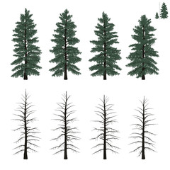 mature firs set in flat colors - 113956473