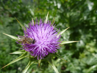 violet thistle flower in blossom