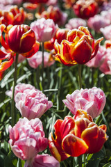 Obraz premium field of tulips