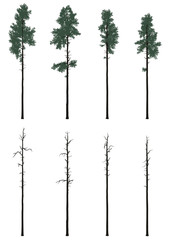 pinetrees set in flat colors - 113956497
