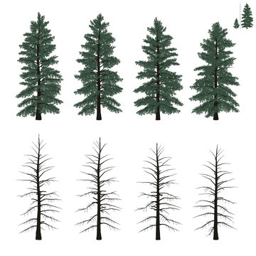 mature firs set in flat colors