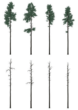 pinetrees set in flat colors