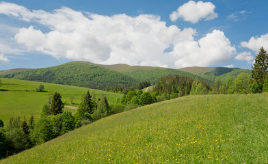 Fototapeta premium Green mountains with spruce tree forest under white clouds.