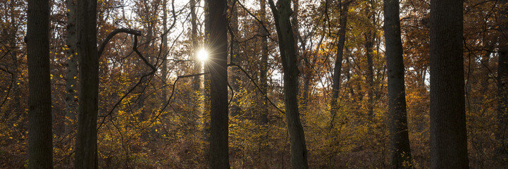 Herbst im Naturpark Arnsberger Wald, Sauerland, Nordrhein-Westfalen, Deutschland